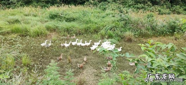 土鸡养殖视频？ 为什么在一些农村创业搞养殖土鸡没有出路，有时还要赔钱？