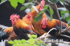 土鸡养殖视频？ 为什么在一些农村创业搞养殖土鸡没有出路，有时还要赔钱？