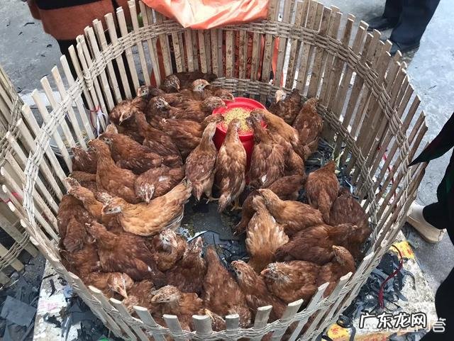 土鸡养殖视频? 为什么在一些农村创业搞养殖土鸡没有出路,有时还要赔钱?