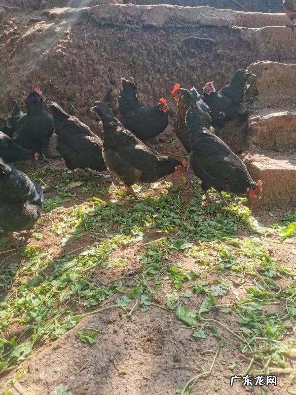 土鸡养殖视频？ 为什么在一些农村创业搞养殖土鸡没有出路，有时还要赔钱？