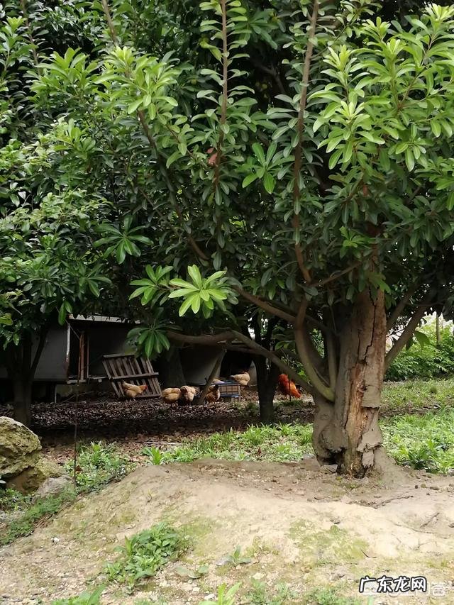 土鸡养殖视频？ 为什么在一些农村创业搞养殖土鸡没有出路，有时还要赔钱？