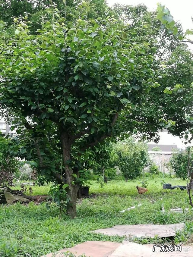 土鸡养殖视频？ 为什么在一些农村创业搞养殖土鸡没有出路，有时还要赔钱？