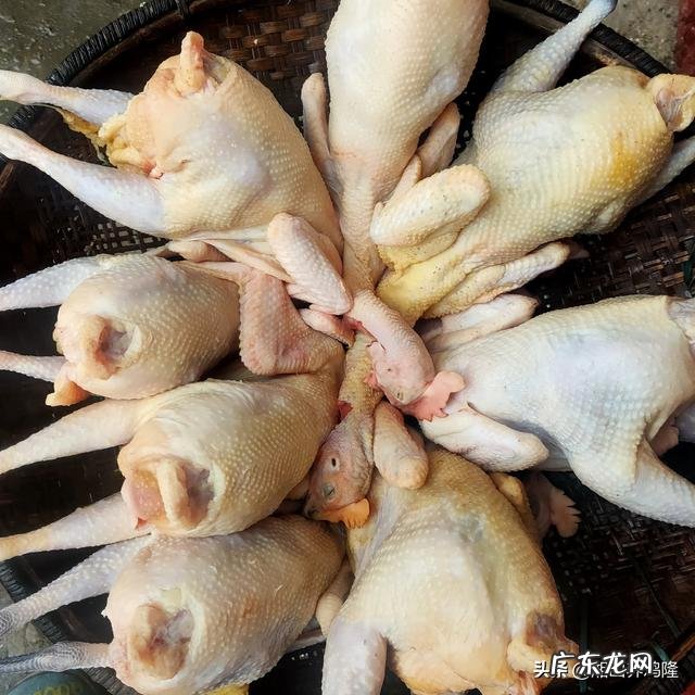 土鸡养殖视频？ 为什么在一些农村创业搞养殖土鸡没有出路，有时还要赔钱？