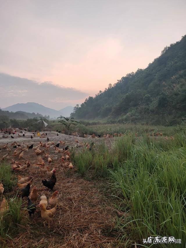 土鸡养殖视频？ 为什么在一些农村创业搞养殖土鸡没有出路，有时还要赔钱？