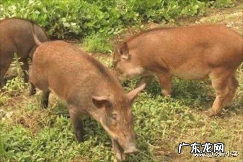 28岁身无分文怎么办？ 身无分文，想回农村创业，该怎么办？