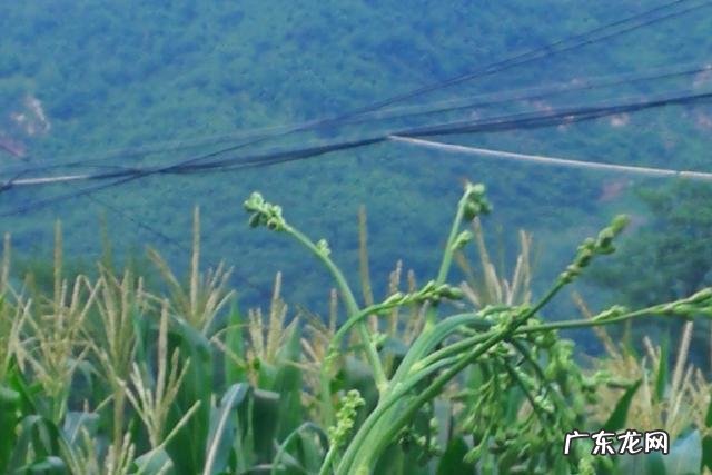 28岁身无分文怎么办？ 身无分文，想回农村创业，该怎么办？