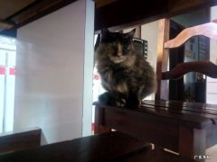 苹果醋的功效与作用减肥瘦身 我是一个大胖了 喝了苹果醋能瘦吗