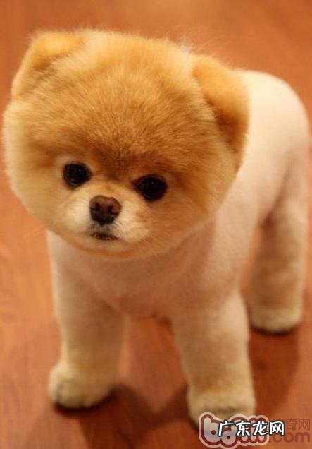 给小狗刮毛一不小心负伤该怎么办