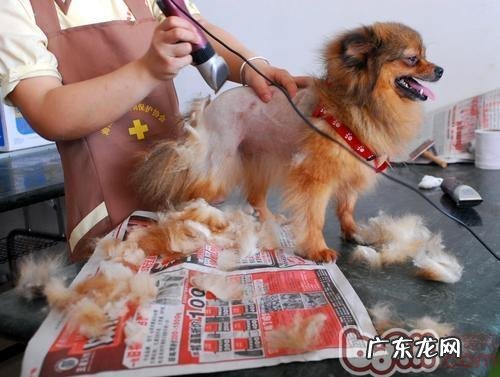 给小狗剪修刮毛必需专用工具