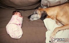 给大丹犬整理头发小提示