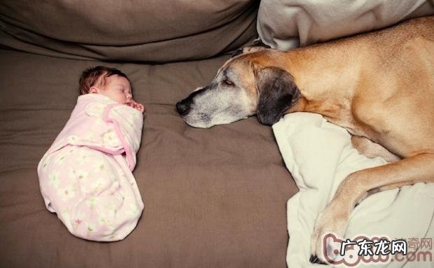 给大丹犬整理头发小提示