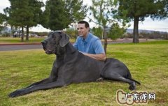 大丹犬的类型详细介绍