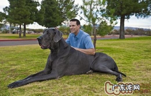 大丹犬的类型详细介绍