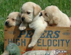 金毛换毛期是什么时候