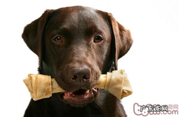 金毛牧羊犬介绍