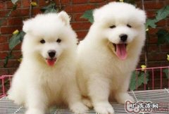 怎样给萨摩小宝宝梳毛