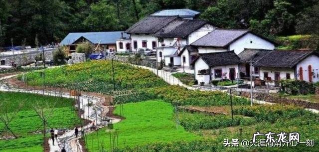 乡村里的年轻人? 有多少年轻人愿意回农村发展农业,助力乡村振兴计划?