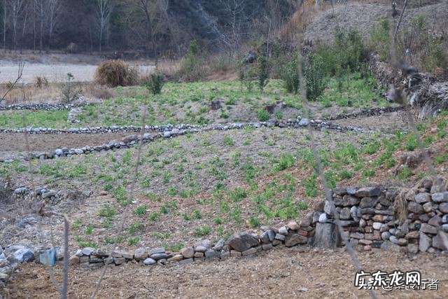 乡村里的年轻人? 有多少年轻人愿意回农村发展农业,助力乡村振兴计划?