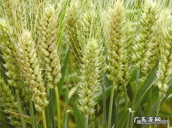 乡村振兴还得靠年轻人？ 农村还能不能留住年轻人？