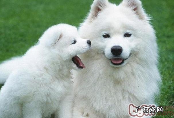 萨摩的不一样鸣叫声意味着不一样实际意义