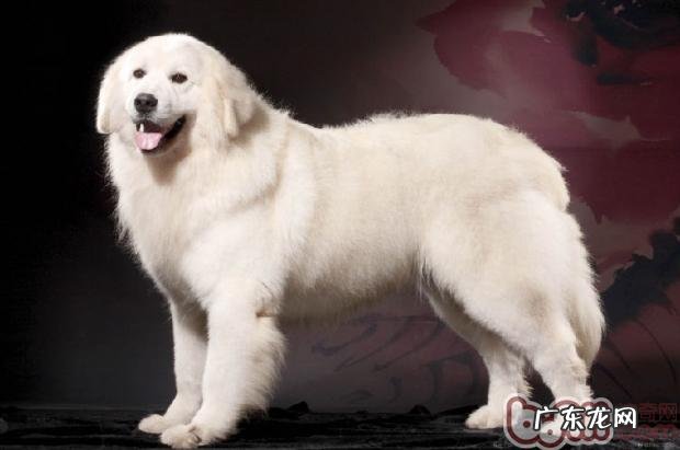 怎样为大白熊整理头发