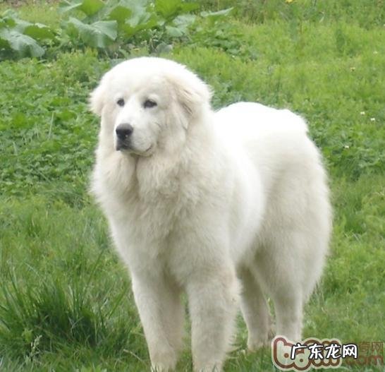 有关大白熊犬的介绍