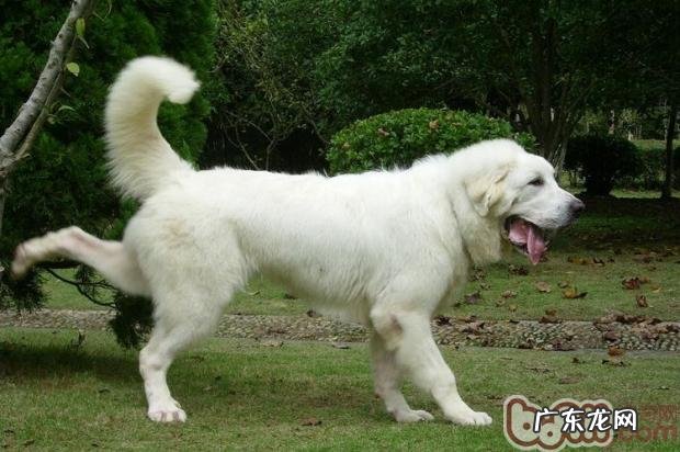 大白熊的健康饮食留意