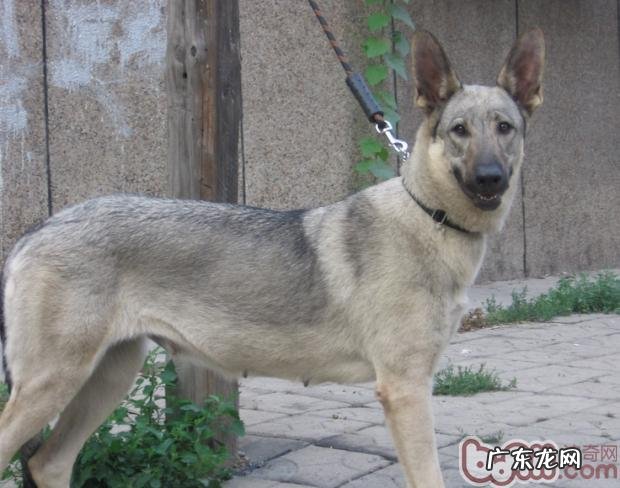 细探狼狗与狼的差别