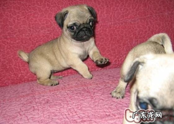 八哥犬喜爱的小玩具种类