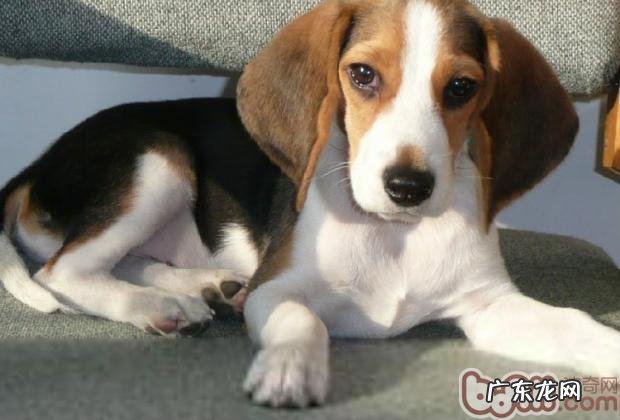 怎样帮比熊犬剪修头发