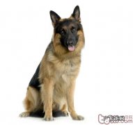 狼狗跟军犬并不是同一个种类