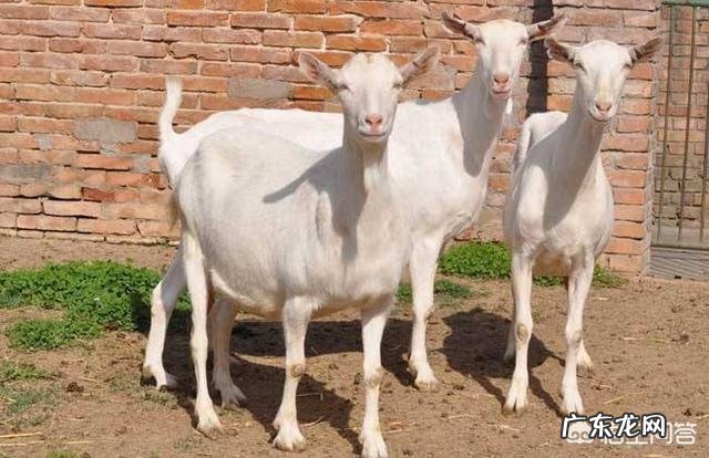 如何养羊怎么养羊? 我准备到农村去养羊,请问有什么好的建议?