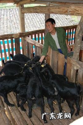 如何养羊怎么养羊？ 我准备到农村去养羊，请问有什么好的建议？