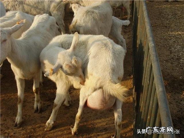 如何养羊怎么养羊？ 我准备到农村去养羊，请问有什么好的建议？