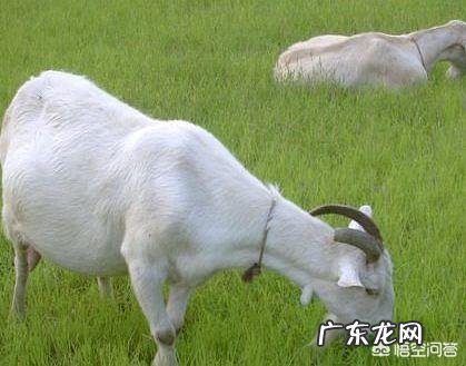 如何养羊怎么养羊？ 我准备到农村去养羊，请问有什么好的建议？