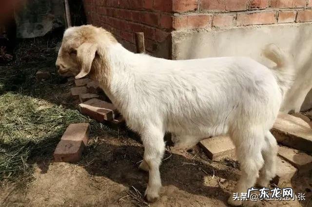 如何养羊怎么养羊？ 我准备到农村去养羊，请问有什么好的建议？