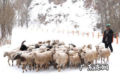 如何养羊怎么养羊? 我准备到农村去养羊,请问有什么好的建议?