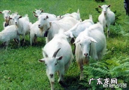 如何养羊怎么养羊？ 我准备到农村去养羊，请问有什么好的建议？