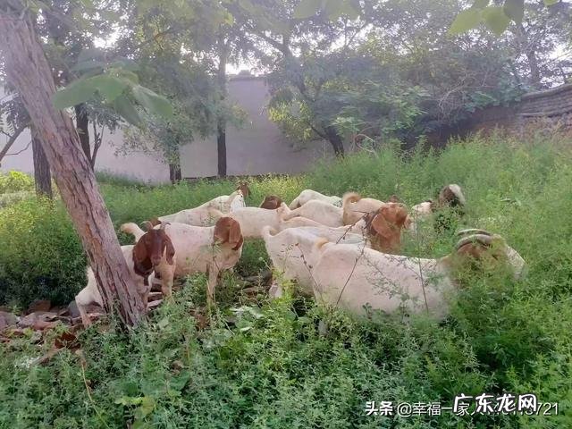 如何养羊怎么养羊? 我准备到农村去养羊,请问有什么好的建议?