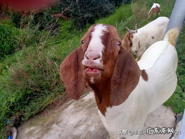 如何养羊怎么养羊? 我准备到农村去养羊,请问有什么好的建议?