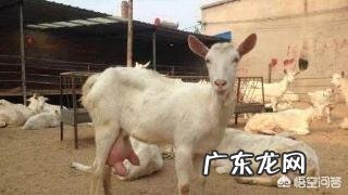 如何养羊怎么养羊？ 我准备到农村去养羊，请问有什么好的建议？