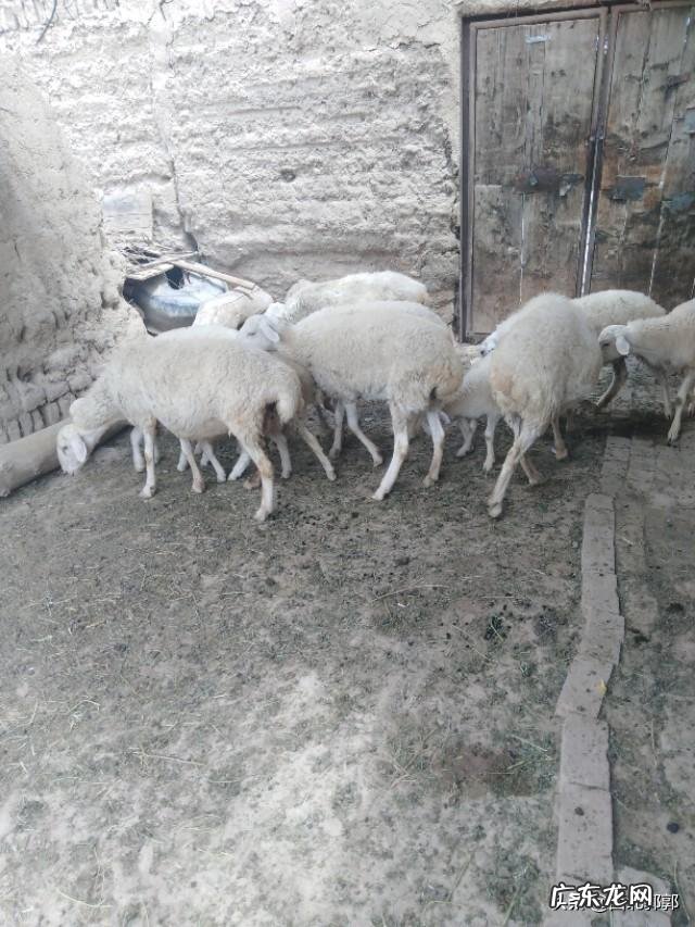 如何养羊怎么养羊？ 我准备到农村去养羊，请问有什么好的建议？