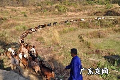 如何养羊怎么养羊? 我准备到农村去养羊,请问有什么好的建议?