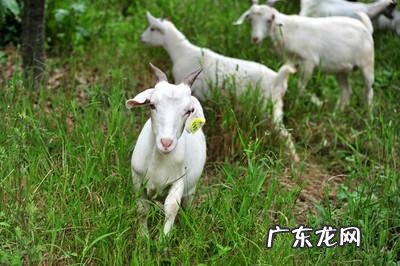 如何养羊怎么养羊? 我准备到农村去养羊,请问有什么好的建议?