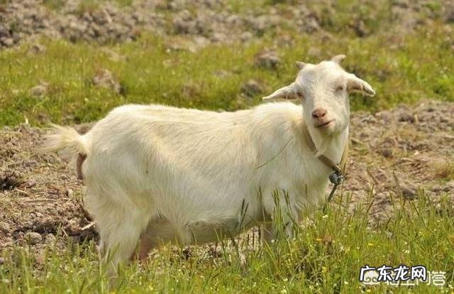 如何养羊怎么养羊？ 我准备到农村去养羊，请问有什么好的建议？