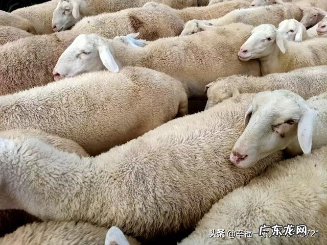 如何养羊怎么养羊? 我准备到农村去养羊,请问有什么好的建议?