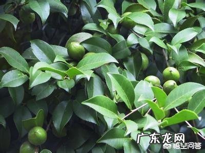 制约农村发展的主要原因? 有人认为制约着农村农业的发展就是资金,农民借款太难了,必须解决这个环节,你怎么看?