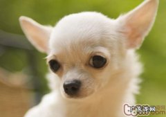 吉娃娃吃啥清理背毛