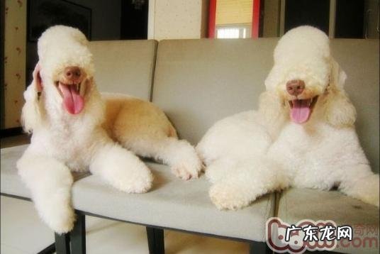 有关贝灵顿梗的材料介绍