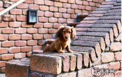 香肠三种不一样的被毛特征描述